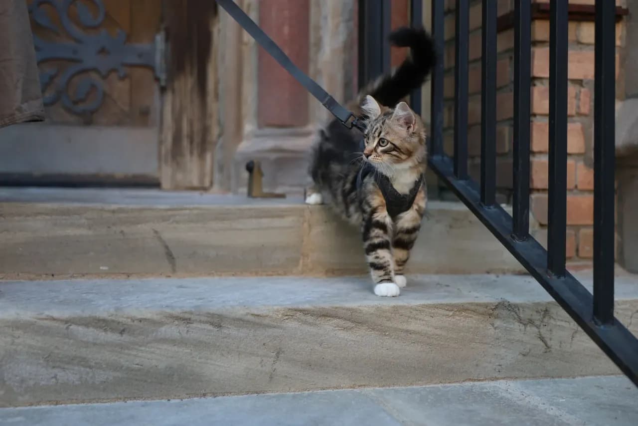 Коте с нагръдник и повод на каменни стъпала