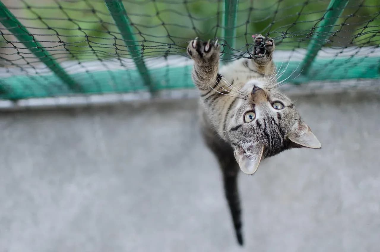 Котка зад защитна мрежа