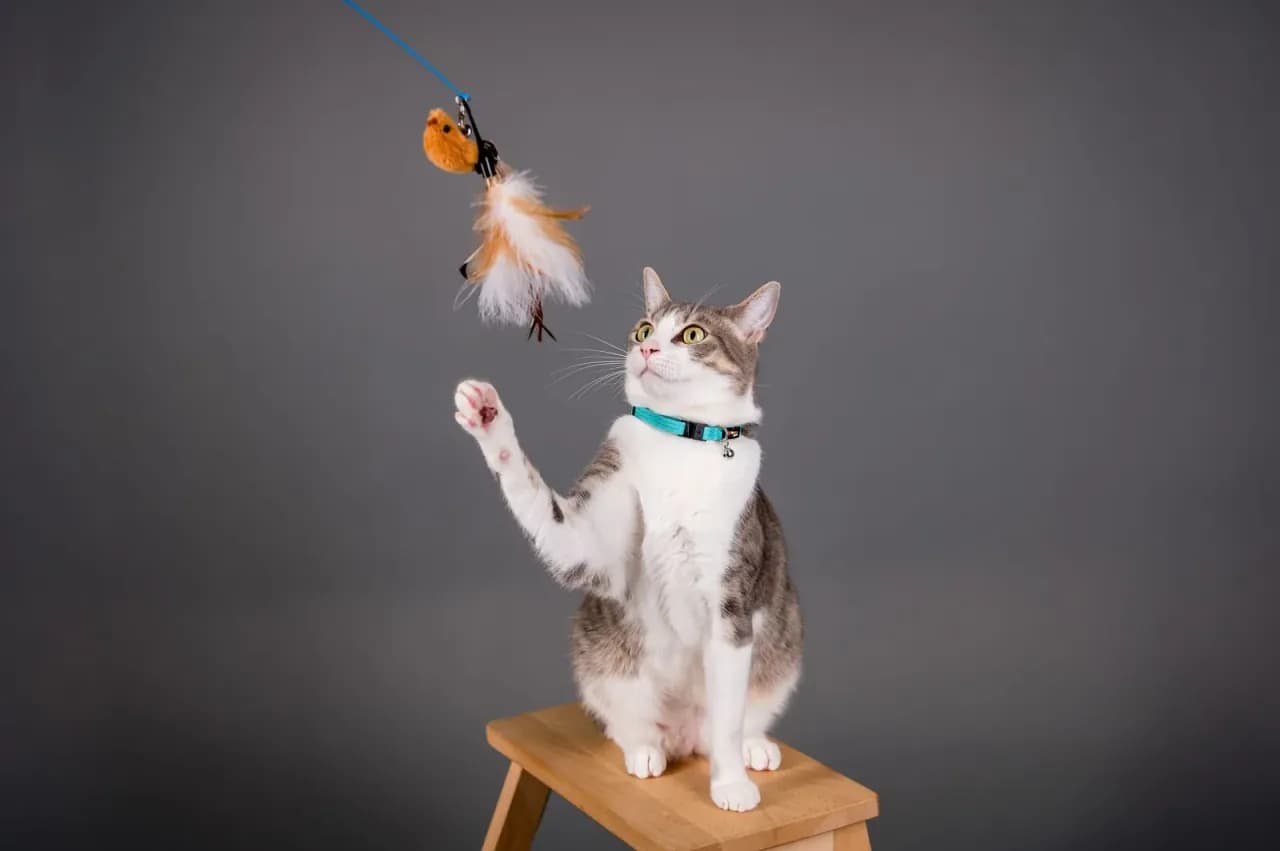 Котка посяга към висяща играчка с пера